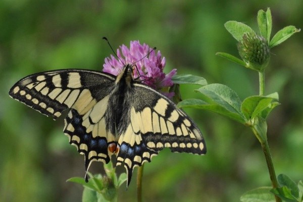 papillon 2